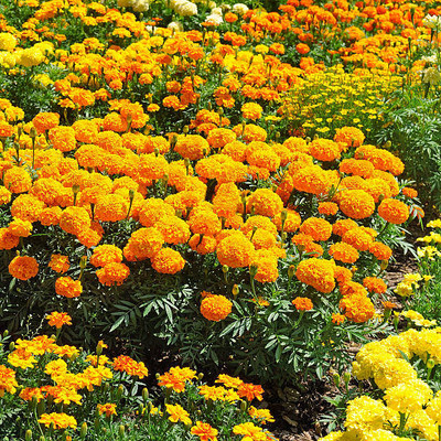 Deshi Nushke marigold,gende ka phool seeds Seed(21 per packet)