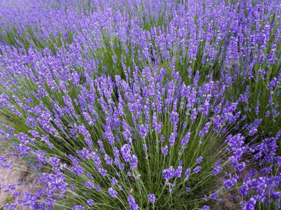 VibeX HUA-99 - Lavender Officinalis - (750 Seeds) Seed(750 per packet)