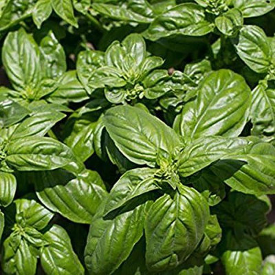 WILLVINE Basil Seeds (Ocimum basilicum) Heirloom Culinary Herb Seeds-[2000 Seeds] Seed(2000 per packet)