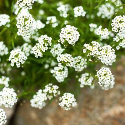 Greenfall Sweet Alyssum Mix - (80 Seeds) Create a Colorful Garden Oasis Seed(80 per packet)