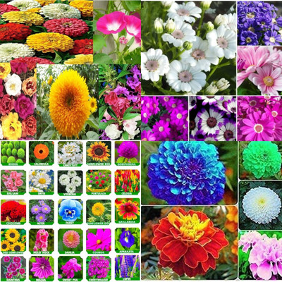 ibains Flower bees biij 232 Seed(232 per packet)