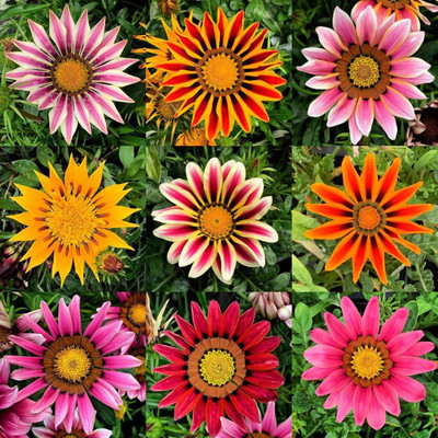 INTRA Gazania Mixed Seed(200 per packet)