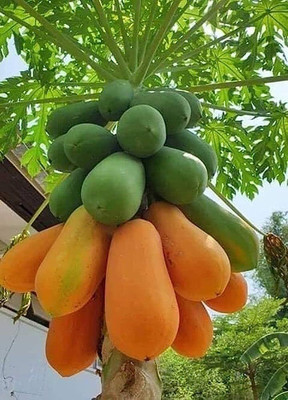BDSresolve hybrid red lady papaya seeds/papaya seeds 59 Seed(59 per packet)