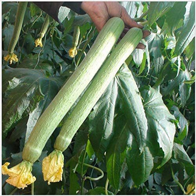 VibeX XLL-18 - Extra Long Smooth Sponge Gourd - (100 Seeds) Seed(100 per packet)