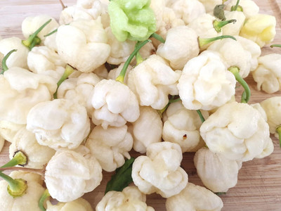 KNESSiN Easy to Grow White Moruga Chilli Seeds For Gardening-(1200 Seeds) Seed(1200 per packet)