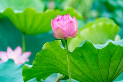SH ENTERPRISE lotus,kamal gatta Seed(15 per packet)