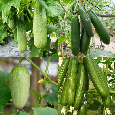 ibains Sambar cucumber seeds Kakari sosa seeds pack of 20 Seed(20 per packet)