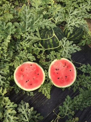 Farmonix Delicious Sweet Taste Watermelon/तरबूज के बीज Seed(30 per packet)