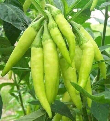 WILLVINE KGF -IV Chilli/Bell/Paprika Pepper Plant Seeds[10gm, 2000 Seeds] Seed(2000 per packet)