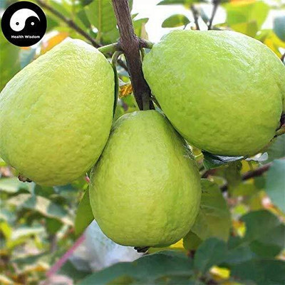 WILLVINE Dwarf Fruit Seeds Combo Fruit Variety Seeds (Guava)-[1000 Seeds] Seed(1000 per packet)