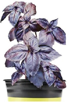 Qualtivate PAU-27 Red Osmin Basil Seed(1000 per packet)