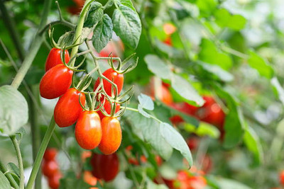 Raunak tomato Seed(135 per packet)