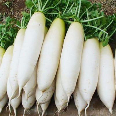 CYBEXIS High Yield White Radish Seeds2400 Seeds Seed(2400 per packet)