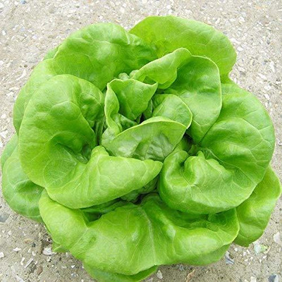 Aywal Lettuce Salad Iceberg Seed(325 per packet)