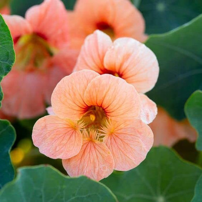 Aywal Nasturtium Mix Color Flower Seed(61 per packet)