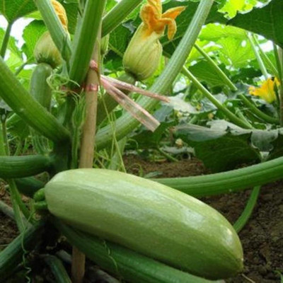 KNESSiN Zucchini Seed(300 per packet)