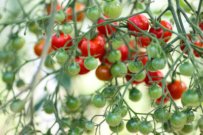nature boon tomato Seed(75 per packet)
