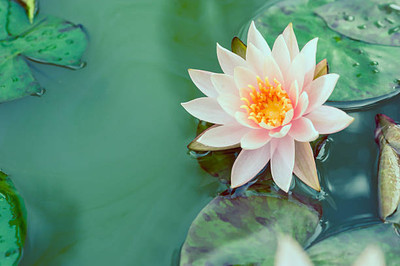 Infintegreen lotus,kamal gatta Seed(10 per packet)