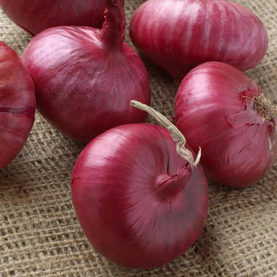 Quentova Ruby Red Onion-SWAT-9R Seed(250 per packet)