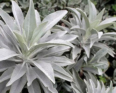 CYBEXIS NBIR-8 - White Sage Salvia Apiana Rare - (450 Seeds) Seed(450 per packet)