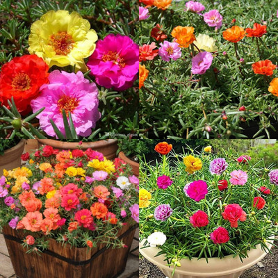 ibains Portulaca flower seeds hybrid bij 20 Seed(20 per packet)
