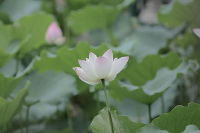 everlite lotus,kamal seeds Seed(14 per packet)