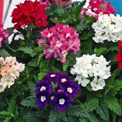 MAA Verbena Mix Seed(112 per packet)