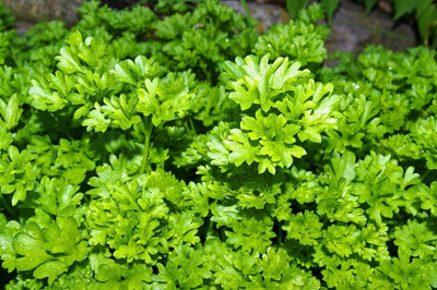 Quentova Curly Moss Parsley Indispensable aromatic plant-SNIG-3C Seed(100 per packet)
