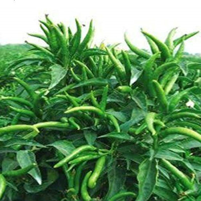TANMAY FUN ZONE CHILLI Seed(10 g)