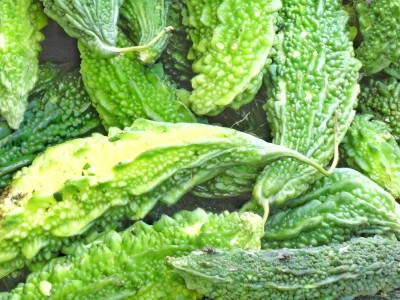 KNESSiN Bitter Gourd/Karela/Pavakai[200 Seeds] Seed(200 per packet)