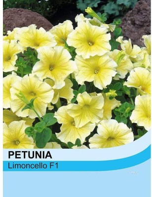 CYBEXIS F1 Hybrid Petunia grandiflora ‘Limoncello’ Seed(50 per packet)