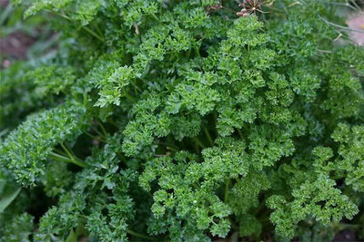 Quentova Parsley curled leave-SNIG-5G Seed(50 per packet)