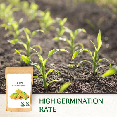 WILLVINE KGF -XVI Hybrid Pusa HM-9 Improved Corn -[100g] Seed(400 per packet)