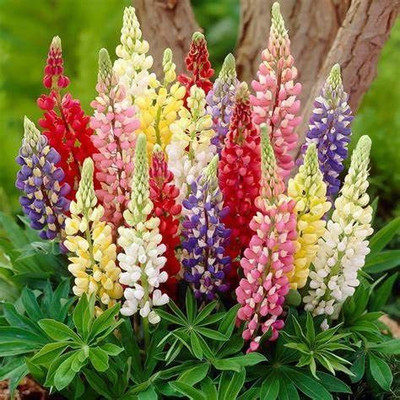 AXAQI Lupin Russell Band of Nobles Flower Seed(115 per packet)