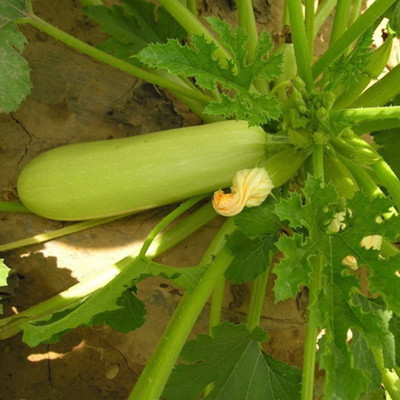 CYBEXIS F1 Hybrid Zucchini Pepo Seeds100 Seeds Seed(100 per packet)