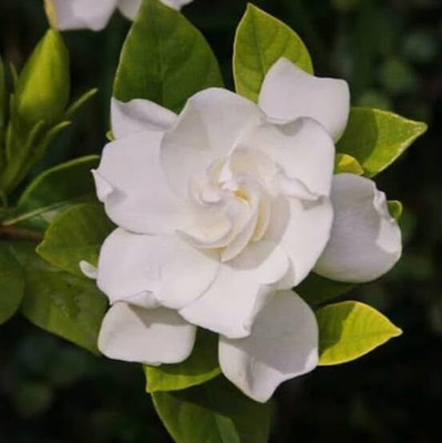 SHYAM All Time''Gandharaj/parichatham jasmine Flower plant Tree Seed(1 per packet)