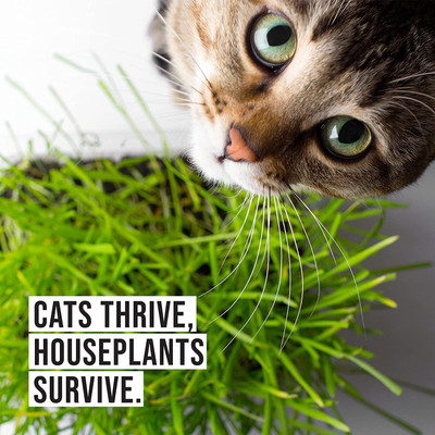 Qualtivate TLX-123 Cat Grass Hard Red Winter Wheat Seed(2000 per packet)