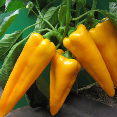 DIVINE CHILLI , PEPPER Seed(80 per packet)