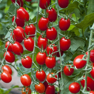 Biosnyg Non GMO Tomato Solemio Summer Vegetable Seeds - (2000 Seeds) Seed(2000 per packet)