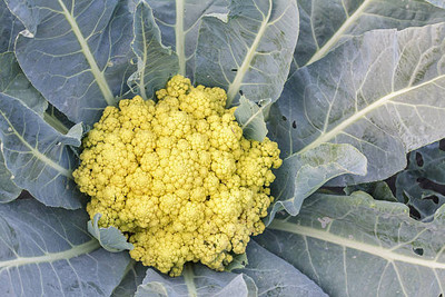 GOYAL GROUP white cauliflower,gobhee seeds Seed(15 per packet)