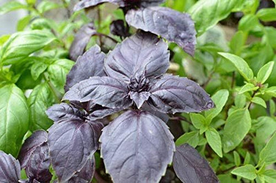 Qualtivate KGF -17 Red Rubin Basil Seeds Seed(1000 per packet)