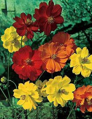 SEMINA VITA Hybrid Mix Color Cosmos Flower Seeds - Pack of 10 Seeds Seed(10 per packet)