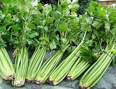Qualtivate LX-233 Chinese Celery Seeds - Light Green Seed(500 per packet)