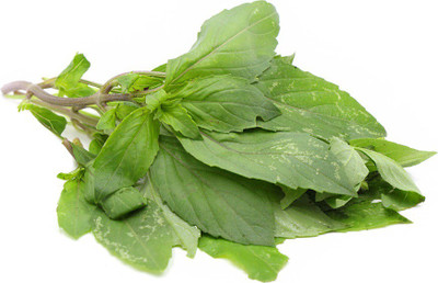 WILLVINE NDIR-10 Lime Basil Herb Seeds Seed(2000 per packet)