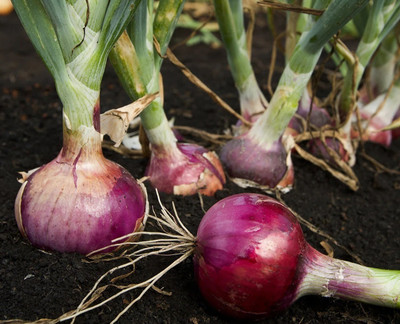 WATIKA Red Onion Organic Seed(2000 per packet)