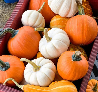 Qualtivate HYB-1A Mini Mix Pumpkin Seeds Seed(50 per packet)