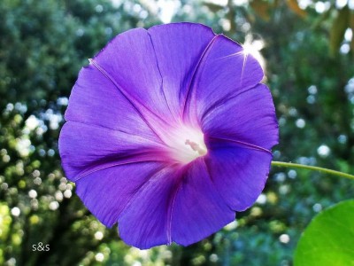 VibeX XLR-74 - Ipomea Morning Glory - (100 Seeds) Seed(100 per packet)