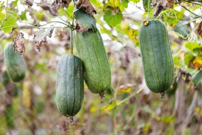 KNESSiN LXI-17 Cylindrica Sponge Gourd Seed(50 per packet)