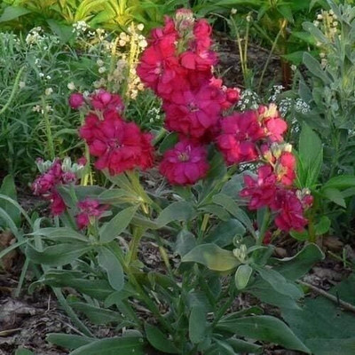 LPR STOCK Seed(5 per packet)