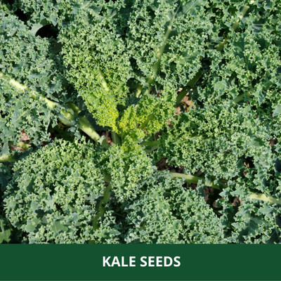 WILLVINE GBPUT -I Leafy Curled Kale Vegetable Seeds [2.5g] Seed(750 per packet)